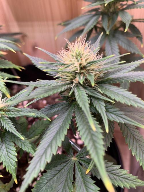 Pink Rozay Pikendi Micro Grow. Week 8