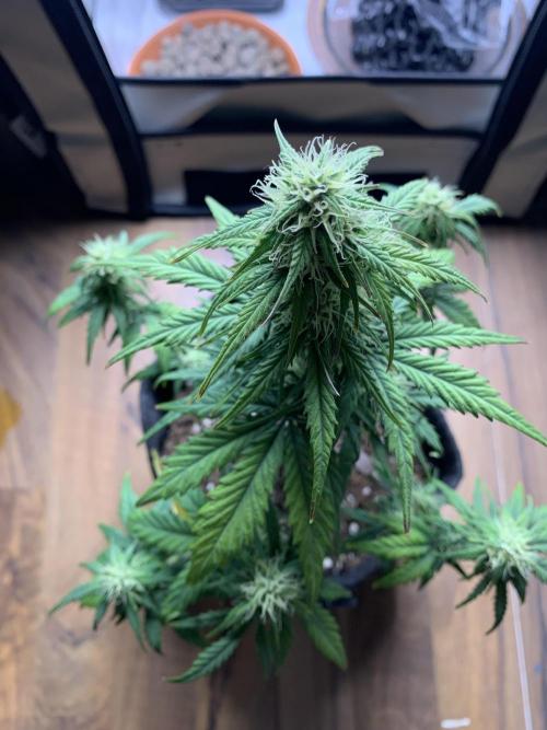 Royal Creamatic mini grow. Week 6