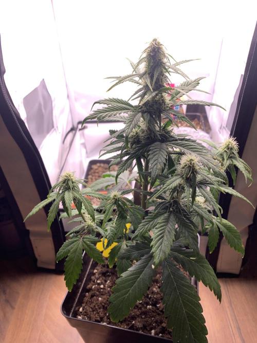 Purple Skunk Automatic Mini Grow. Week 6