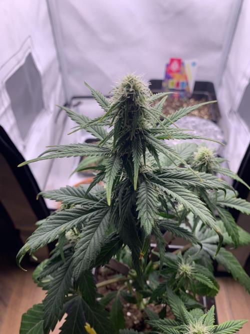 Purple Skunk Automatic Mini Grow. Week 6