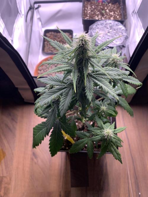 Purple Skunk Automatic Mini Grow. Week 6