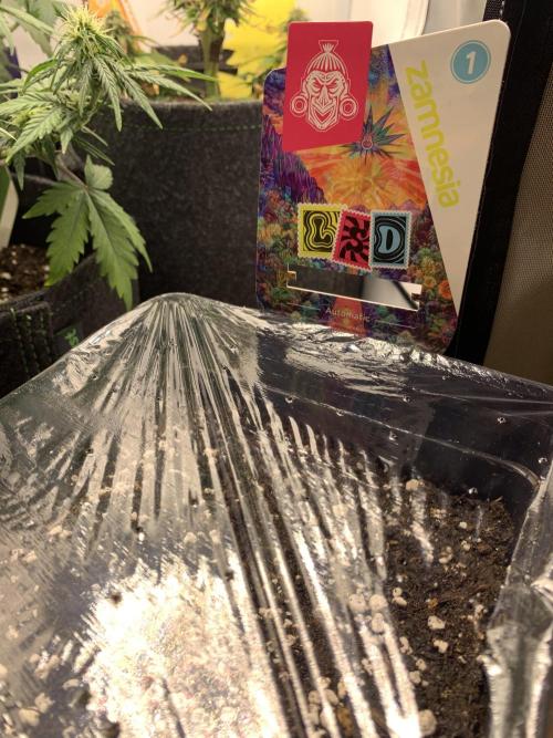 LSD Automatic Zamnesia mini Grow. Week 0