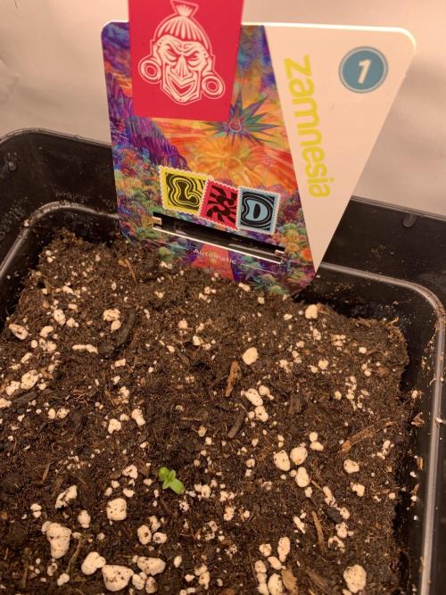 LSD Automatic Zamnesia mini Grow. Week 0