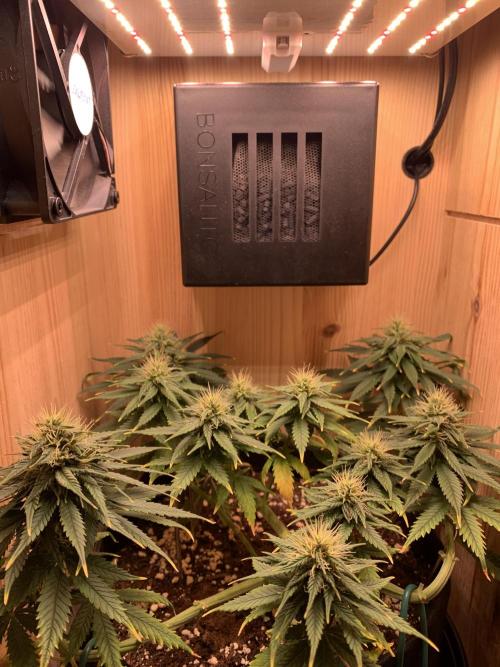 Pink Rozay Pikendi Micro Grow. Week 9