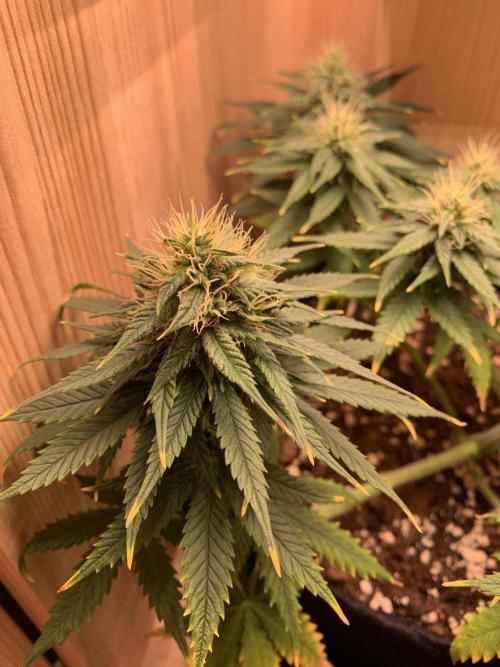 Pink Rozay Pikendi Micro Grow. Week 9