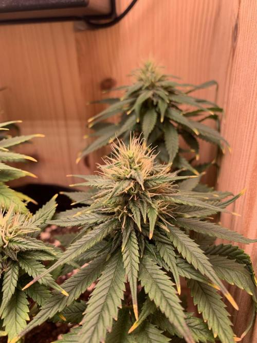 Pink Rozay Pikendi Micro Grow. Week 9