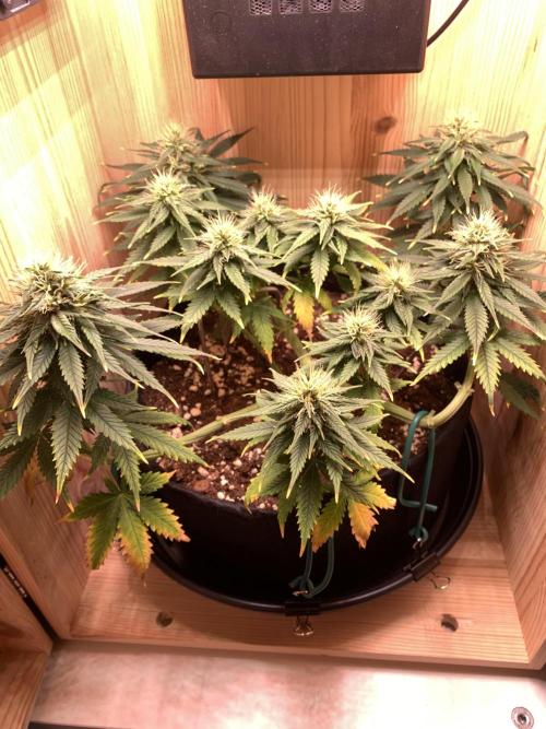 Pink Rozay Pikendi Micro Grow. Week 9