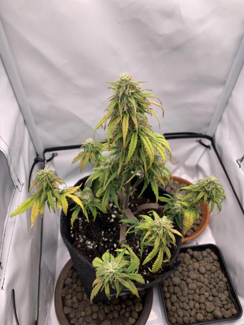 Royal Creamatic mini grow. Week 7