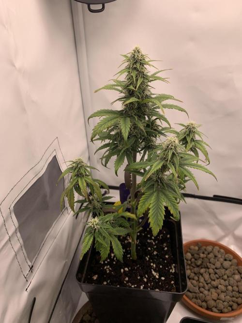 Purple Skunk Automatic Mini Grow. Week 7