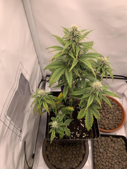 Purple Skunk Automatic Mini Grow. Week 7