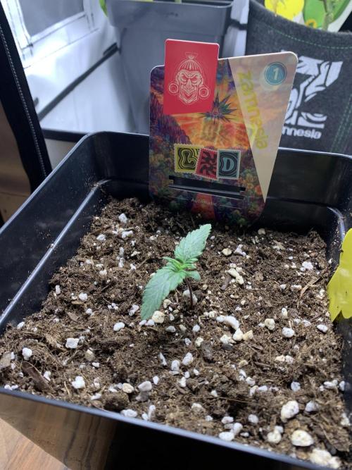 LSD Automatic Zamnesia mini Grow. Week 1