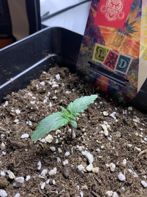 LSD Automatic Zamnesia mini Grow. Week 1