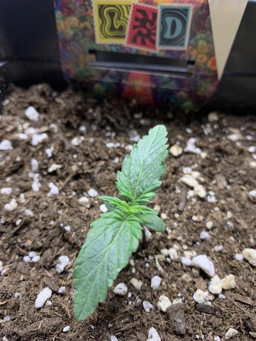 LSD Automatic Zamnesia mini Grow. Week 1