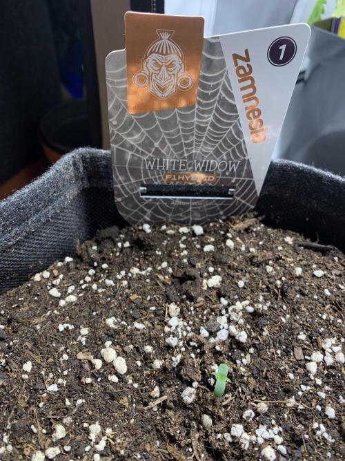 White Widow F1 mini Grow. Week 0