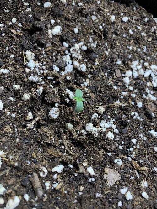 White Widow F1 mini Grow. Week 0