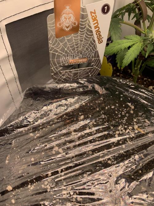 White Widow F1 mini Grow. Week 0