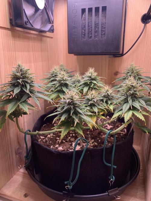 Pink Rozay Pikendi Micro Grow. Week 10