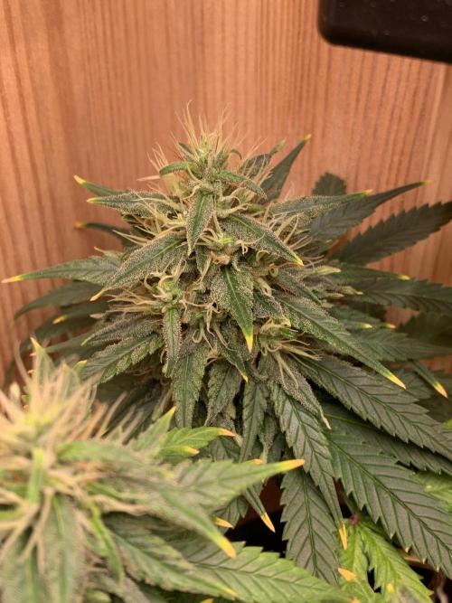 Pink Rozay Pikendi Micro Grow. Week 10