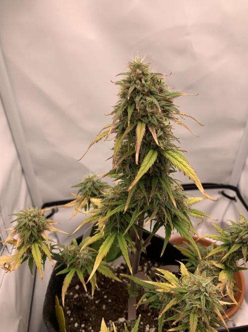 Royal Creamatic mini grow. Week 8