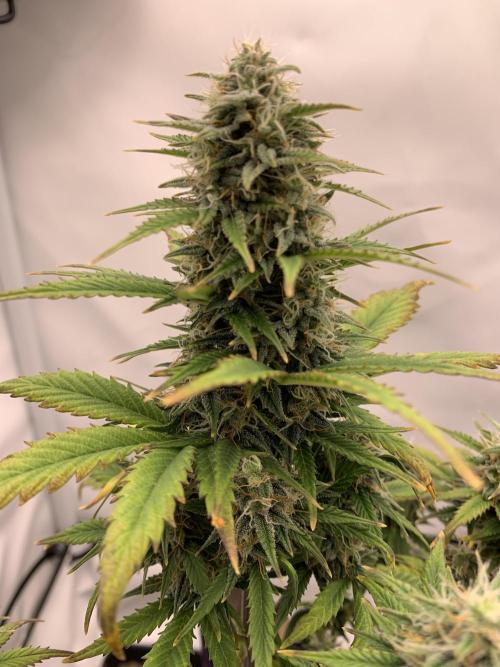 Purple Skunk Automatic Mini Grow. Week 8