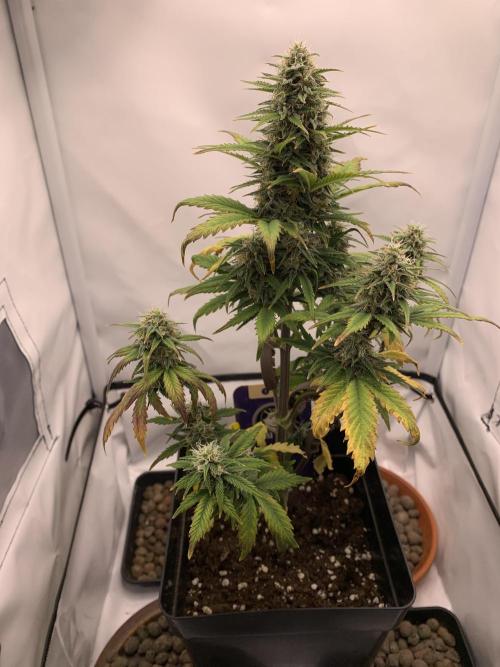 Purple Skunk Automatic Mini Grow. Week 8