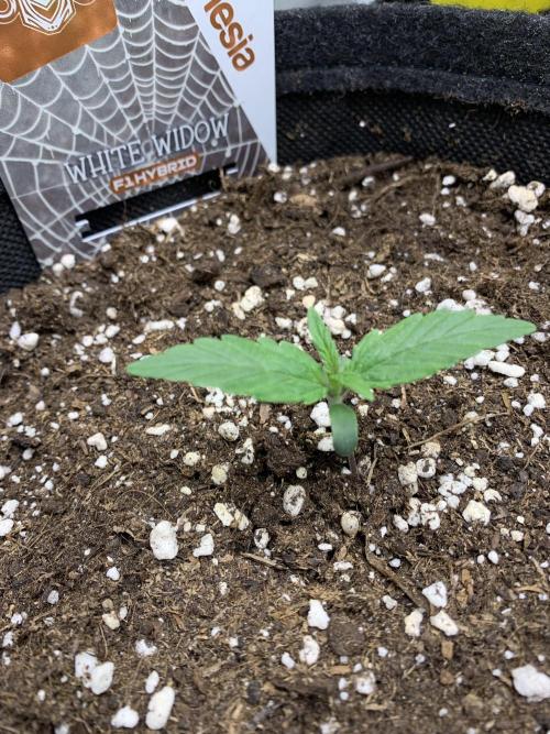 White Widow F1 mini Grow. Week 1