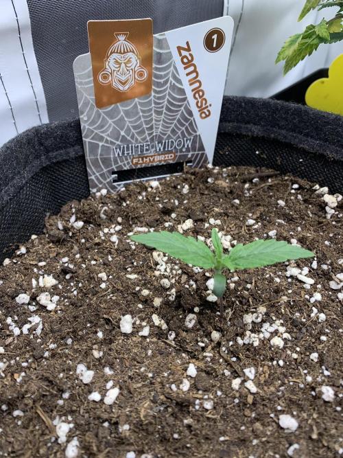 White Widow F1 mini Grow. Week 1