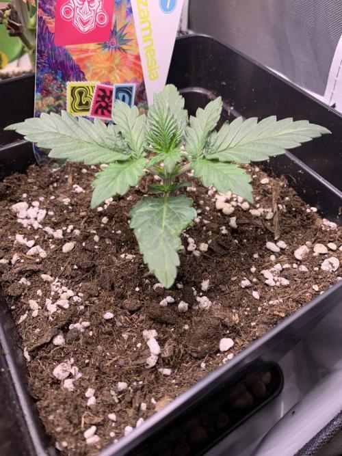 LSD Automatic Zamnesia mini Grow. Week 2