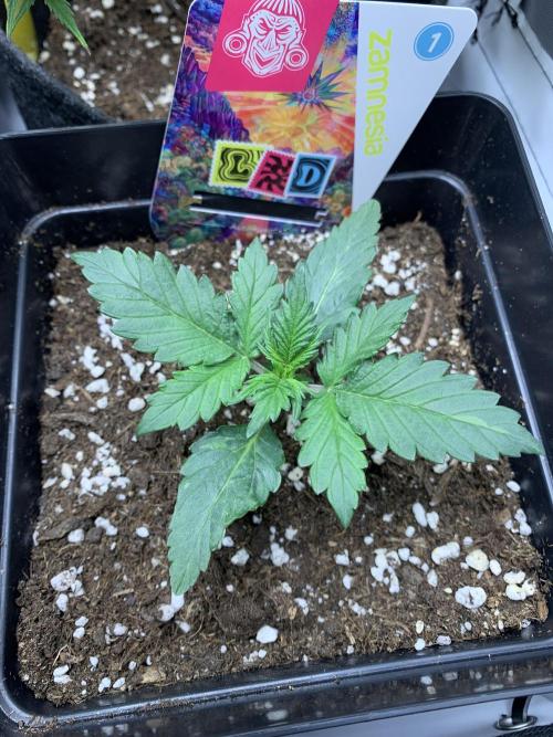 LSD Automatic Zamnesia mini Grow. Week 2