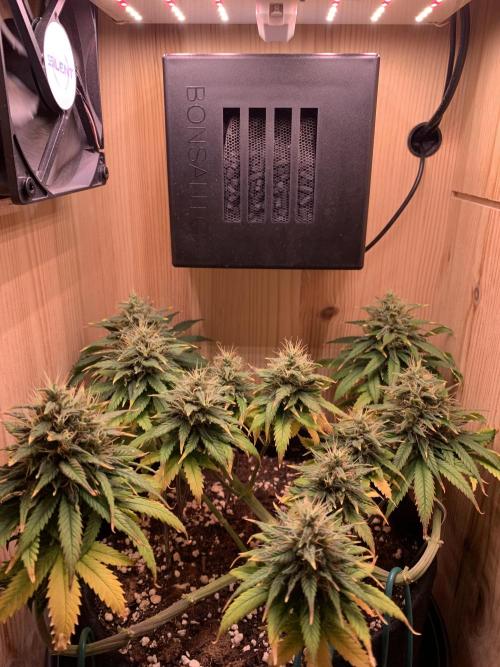 Pink Rozay Pikendi Micro Grow. Week 11