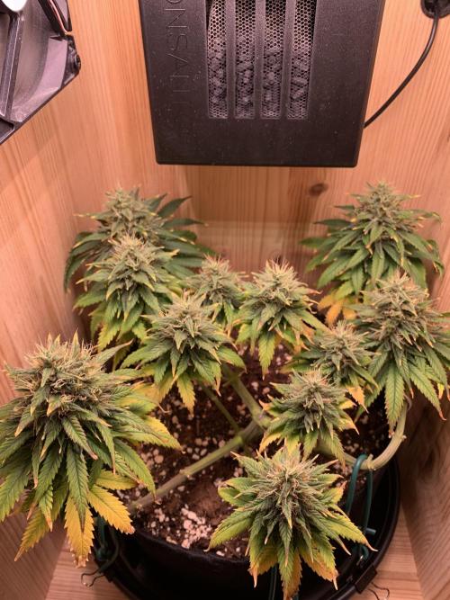 Pink Rozay Pikendi Micro Grow. Week 11