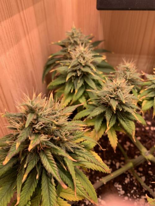 Pink Rozay Pikendi Micro Grow. Week 11