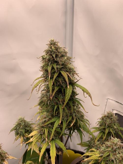 Royal Creamatic mini grow. Week 9