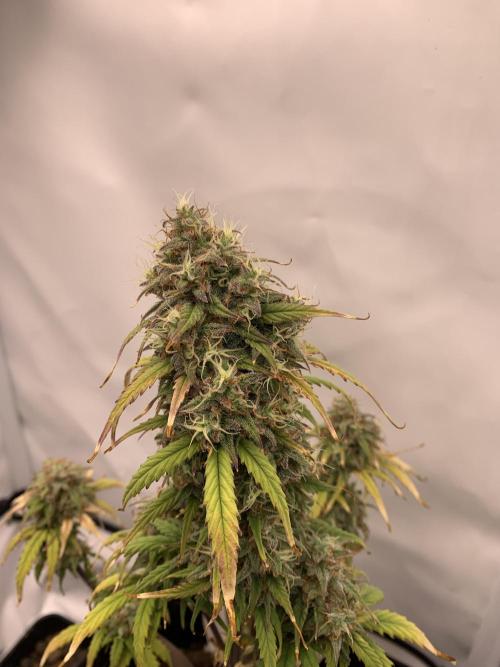 Royal Creamatic mini grow. Week 9