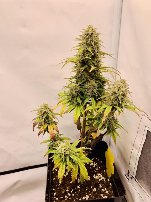 Purple Skunk Automatic Mini Grow. Week 9