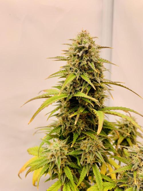 Purple Skunk Automatic Mini Grow. Week 9