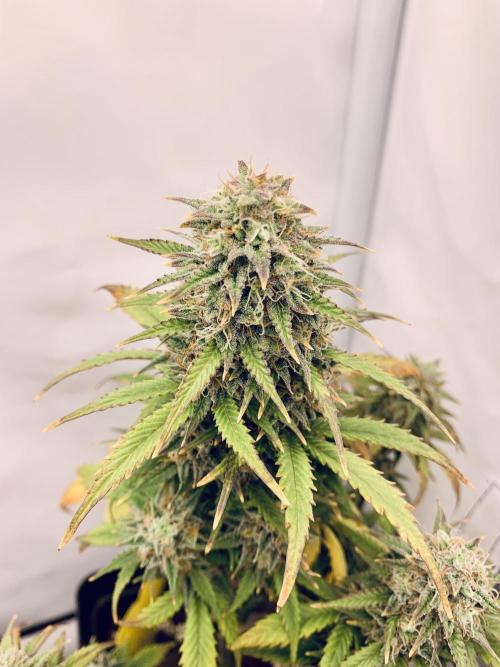 Purple Skunk Automatic Mini Grow. Week 9