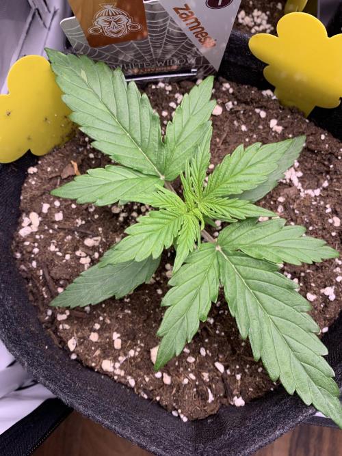 White Widow F1 mini Grow. Week 2