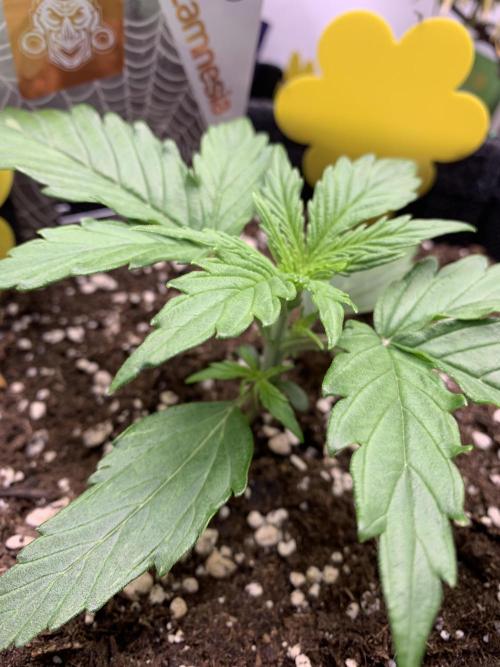 White Widow F1 mini Grow. Week 2