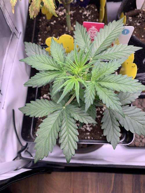 LSD Automatic Zamnesia mini Grow. Week 3