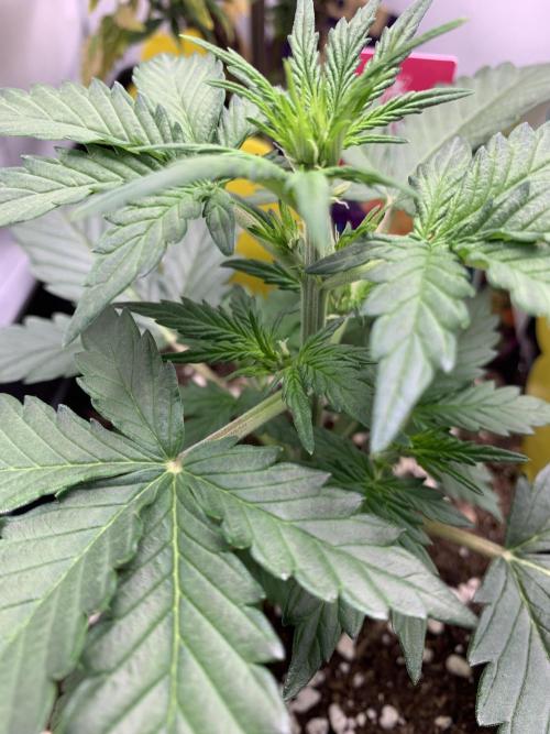 LSD Automatic Zamnesia mini Grow. Week 3