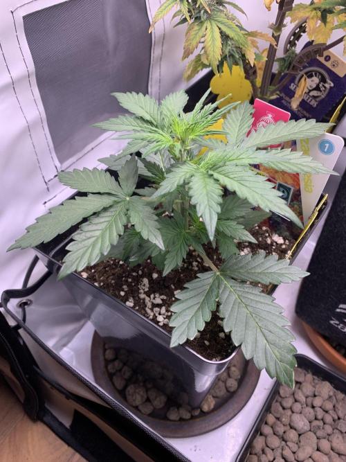 LSD Automatic Zamnesia mini Grow. Week 3