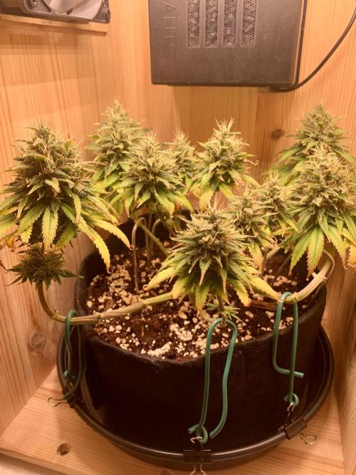 Pink Rozay Pikendi Micro Grow. Week 12