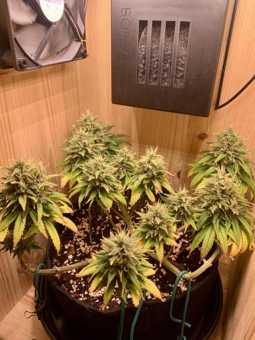 Pink Rozay Pikendi Micro Grow. Week 12