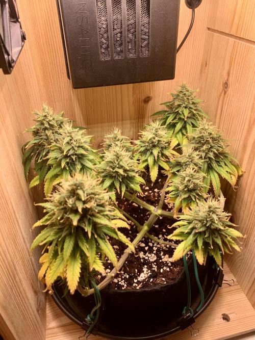Pink Rozay Pikendi Micro Grow. Week 12