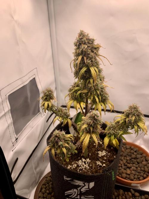 Royal Creamatic mini grow. Week 10