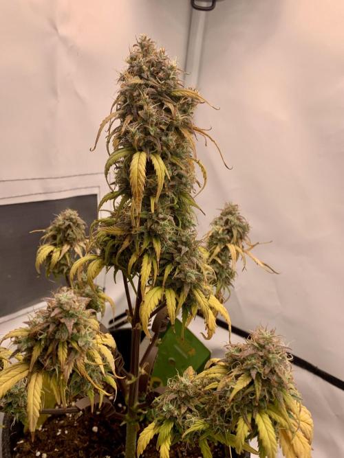 Royal Creamatic mini grow. Week 10