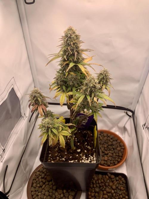 Purple Skunk Automatic Mini Grow. Week 10