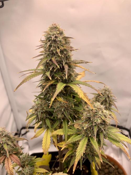 Purple Skunk Automatic Mini Grow. Week 10