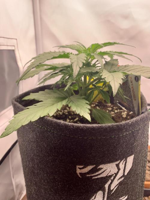 White Widow F1 mini Grow. Week 3